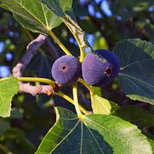 Ficus Carica Magnolia Fig Tree, Fruiting Tree for Zones 7-10, Self-Pollinating, Large Figs, Bare-Root Starter Plant