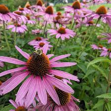 Purple Coneflower Seeds – Echinacea purpurea – 500mg Native Wildflower, Pollinator Friendly, Purple Blooms for Garden
