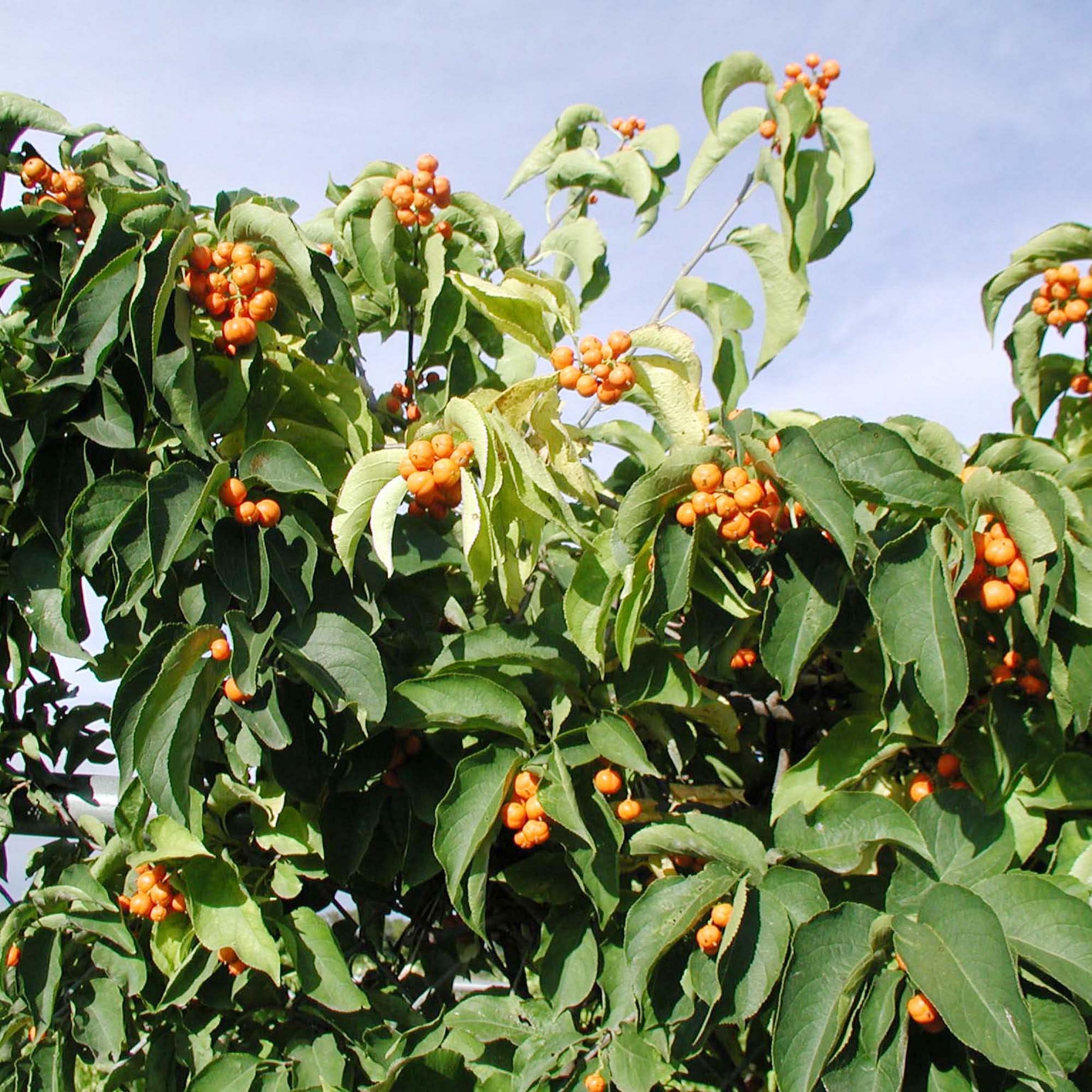 30 Seeds Celastrus Scandens American Bittersweet Climbing Vine with Bright Berries for Garden and Landscape