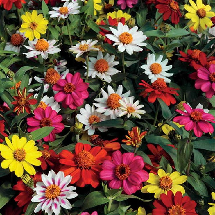 100+ Zahara Single Mix Zinnia Seeds – Bright Single-Petal Annual Flowers for Garden, Drought & Heat Tolerance, Zinnia marylandica