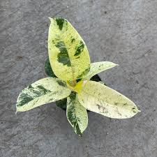 Ficus Shivereana Moonshine Starter Plant | Variegated Rubber Plant | Rooted Houseplant | 4" Tall | Tropical Evergreen Indoor & Outdoor