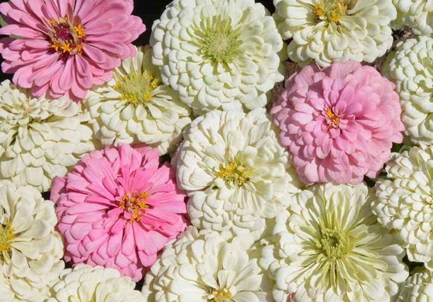 Zinnia Blushing Bride Mix Seeds – Pink & White Blooms, Cut Flowers, Pollinator Friendly, Non-GMO, Zinnia elegans