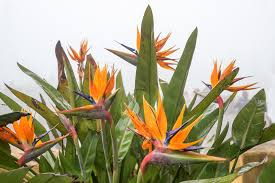 Bird of Paradise Starter Plant - Strelitzia Reginae Seedling - Crane Flower, Tropical Indoor & Outdoor Plant, 6" Tall