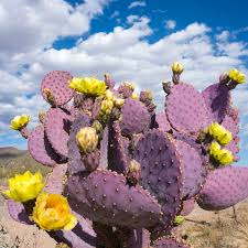 Santa Rita Purple Prickly Pear Cutting 6" | Color Shifts Green to Purple | Drought Tolerant Succulent | Opuntia Santa-Rita