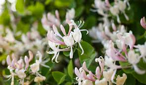 Honeysuckle Unrooted Cuttings - 6-8" Long - Fragrant Lonicera Plant for Garden, Fence, Trellis, Easy to Grow