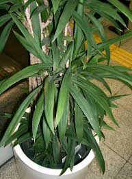 15 Palm Lily Seeds | Indoor Houseplant Cordyline stricta Tropical Decorative Low Maintenance Non-GMO