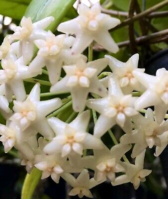 Hoya Doi Tung Starter Plant – Well Rooted 7-10 Inches Tall, White Fragrant Flowers, Tropical Indoor & Outdoor Houseplant