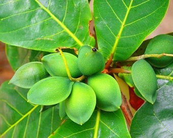 Indian Almond Tree Starter Plant - 10" Tall Terminalia catappa Nut Tree for Shade, Coastal Landscaping & Edible Seeds