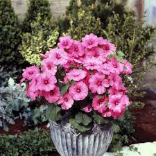 100 Seeds Rose Mallow Tanagra Hot Pink Perennial Flowers, Pollinator Attractor, Non-GMO, Hardy Plant for Garden Landscape