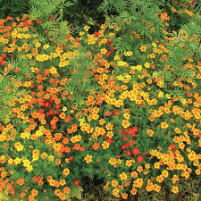 Signet Marigold Starfire Mix Seeds – Vibrant 12-Inch Beneficial Flowers for Gardens, Borders, and Cut Flowers, Non-GMO