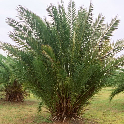 Medjool Date Palm Tree - 7" Potted, Phoenix dactylifera, Edible & Ornamental, 38"+ Tall Live Starter Plant