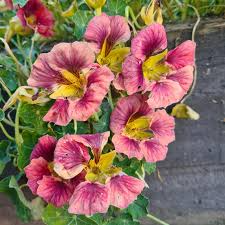 Purple Emperor Nasturtium Seeds – Trailing Annual for Ground Cover & Containers – Dusky Rose Blooms – Tropaeolum majus, USA