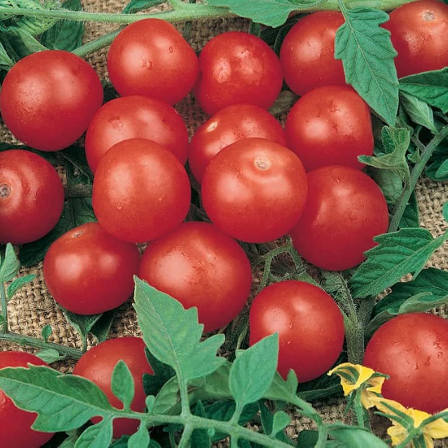 Tiny Tim Micro Dwarf Tomato Seeds, 30-Pack, Cherry, Indoor & Patio Gardening, Solanum lycopersicum