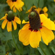 100mg Clasping Coneflower Seeds - Dracopis amplexicaulis, Native Wildflower for Pollinators, Yellow Petals, Annual, Full Sun