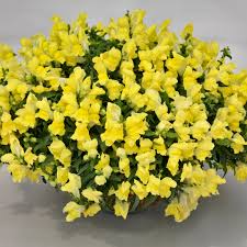 Candy Showers Yellow Snapdragon Seeds (Antirrhinum majus) | 1000+ Cascading Yellow Blooms for Gardens & Hanging Baskets