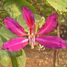 Bauhinia Purpurea Seeds – 10 Pack, Purple Orchid Tree, Tropical Flowering Tree, Fast-Growing Landscape Plant