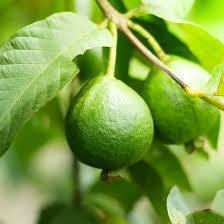 20 Guava Seeds - Sweet Yellow Egyptian Guava (Psidium guajava) - Fragrant Tropical Fruit Tree for Gardens & Containers