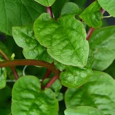 Malabar Spinach Red Stem Seeds 500mg, Heat-Tolerant, Fast-Growing Vining Green, High Yield, Garden & Trellis, Basella rubra
