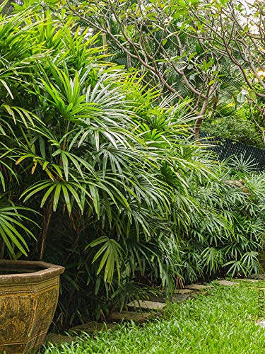 Lady Palm Live Plant 10-15 Inches Indoor Air-Purifying Rhapis excelsa in 4-Inch Pot