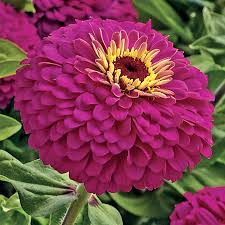 Uproar Rose Zinnia Seeds – Vibrant Pink Blooms for Garden Beds & Cut Flowers – Zinnia elegans, Annual, USA