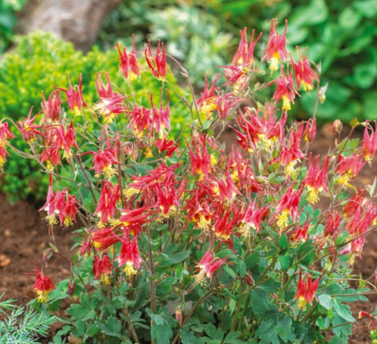 500 Seeds Columbine EASTERN RED Perennial Aquilegia canadensis Part Shade Pollinator Attracting Non-GMO
