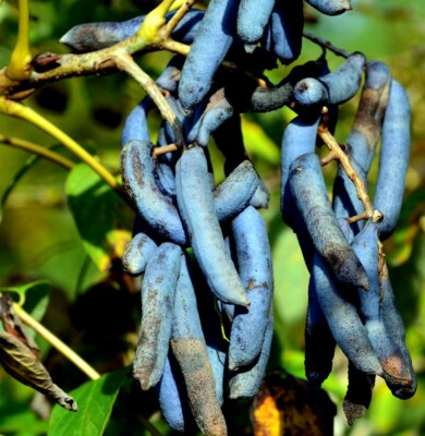 Blue Sausage Fruit Tree Seeds – Decaisnea fargesii, Ornamental Shrub with Blue Pods, Hardy in Zones 6-9