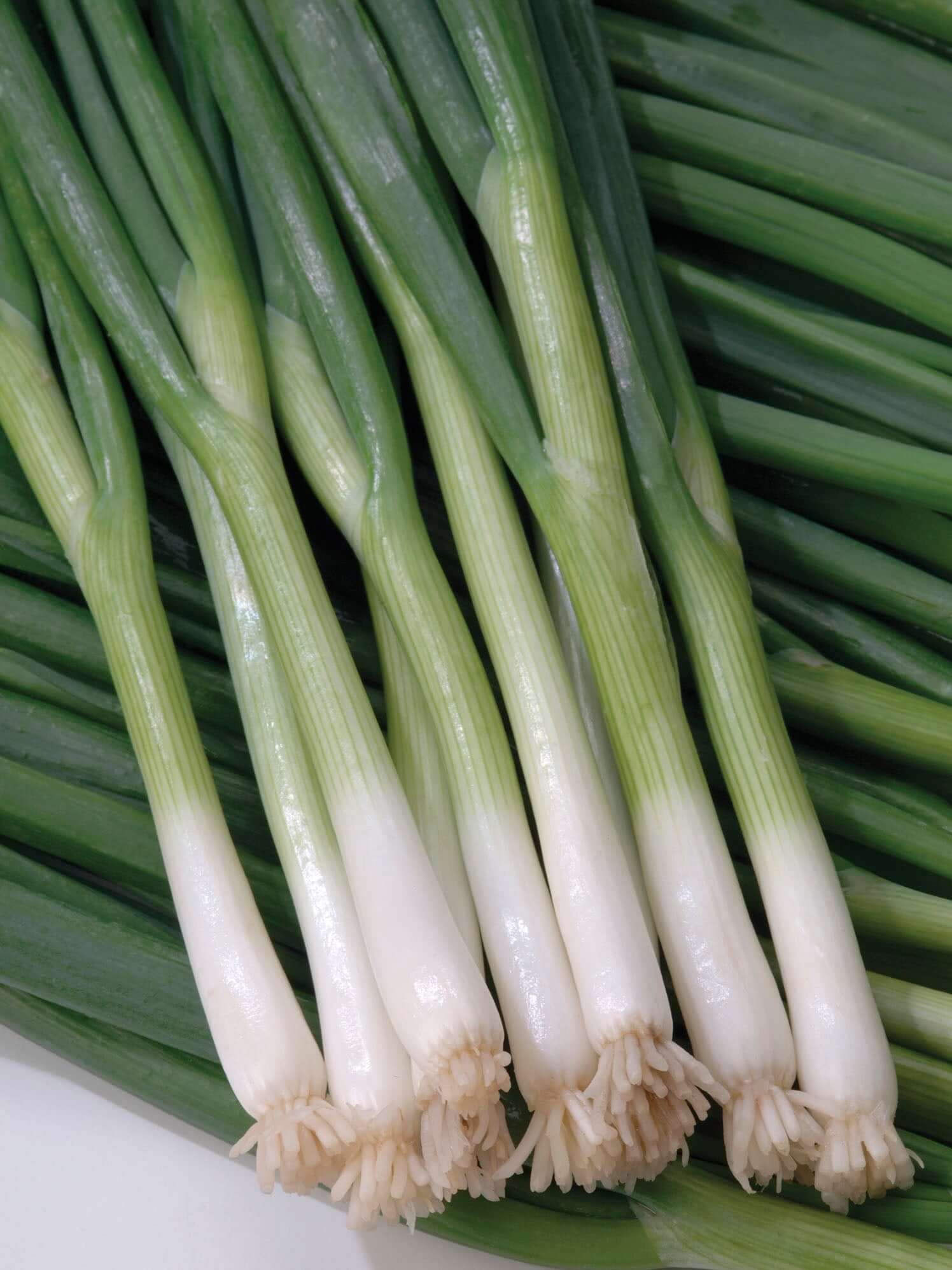 White Lisbon Onion Seeds – Allium cepa Bunching Onion for Green Onions, Mild Flavor, Fast-Growing, 250 Seeds