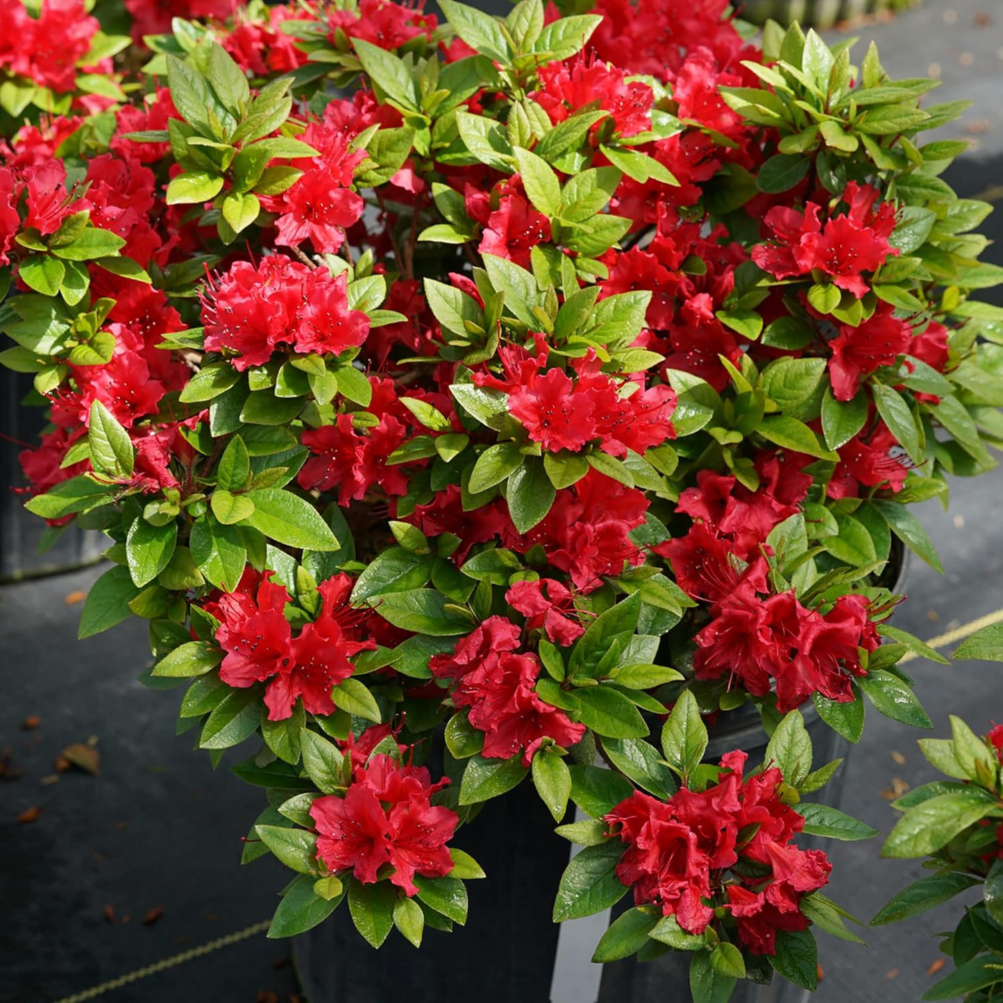 Red Azalea Seeds Rhododendron bakeri Cumberland Azalea Flowering Bush Bright Red Blooms Hardy Landscaping Garden