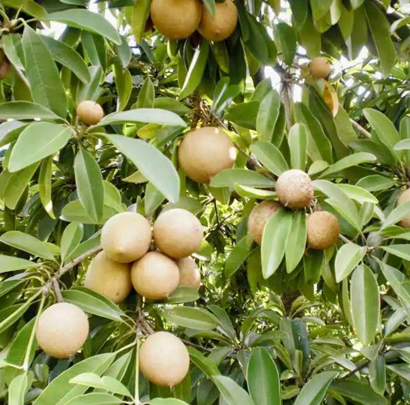 Grafted Sapodilla Tree 24-36 Inches Live Tropical Fruit Tree, Fast Fruiting, Sweet Caramel Flavor, Manilkara zapota