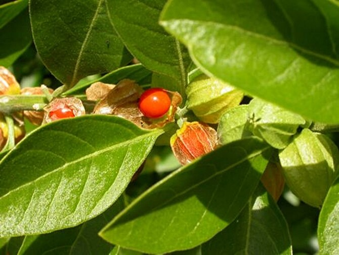 Ashwagandha Herb Seeds 50 Pack | Withania somnifera (Indian Ginseng) | Non-GMO, Easy to Grow, Herb Garden Plant Seeds