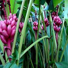Pink Dwarf Banana Seeds – Musa velutina, Rare Hardy Tropical Fruit Plant, Fast-Growing, Zone 7b-11