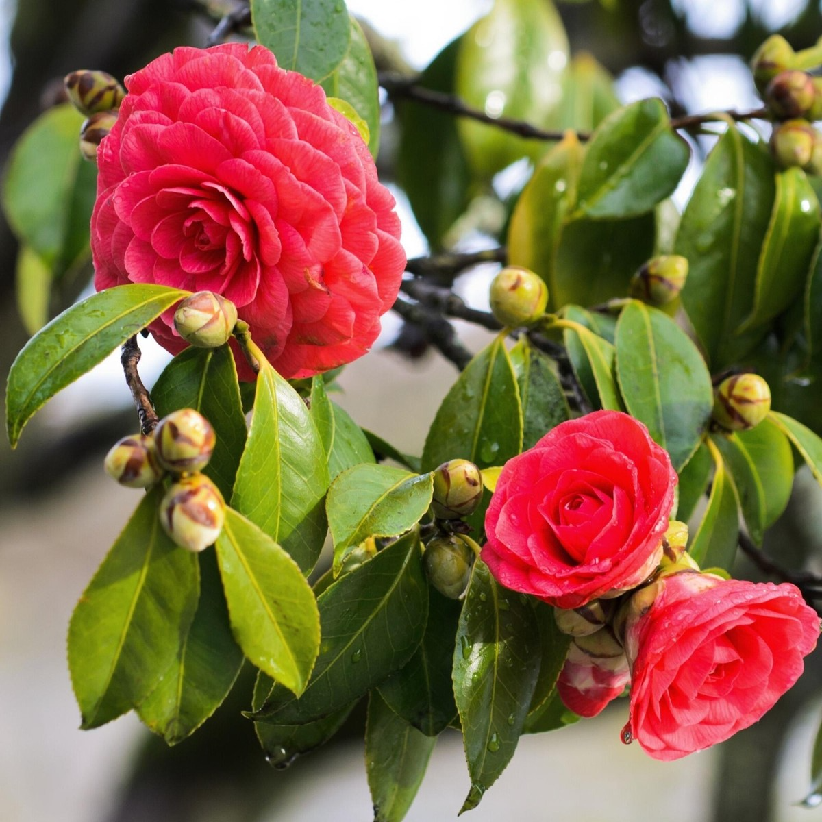Tom Knudsen Camellia Japonica Starter Plant – Live Well-Rooted Evergreen Shrub with Unique Pink, White, Yellow Blooms in Pot