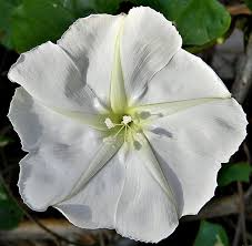 Moonflower White Seeds, Night Blooming Vine, Ipomoea alba, Fragrant, Moth-Pollinated, Non-GMO, Evening Blooms, Climbing Plant