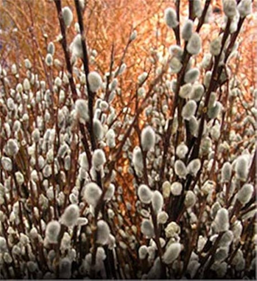 Fresh Pussy Willow Cuttings - Unrooted Salix discolor for Landscaping, Privacy, Ornamental Garden