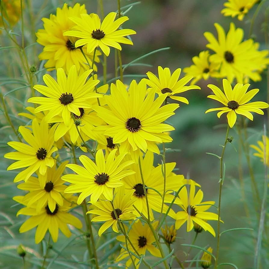 200 Seeds Swamp Sunflower Helianthus angustifolius Native Wildflower Pollinator Magnet Non-GMO