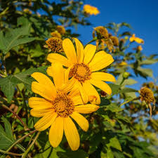 Perennial Organic Mexican Sunflower Tithonia Diversifolia - 10 Fresh Cuttings, Pollinator-Friendly, Easy to Grow, Vibrant Orange Flowers