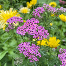 Yarrow Seeds Cerise Queen Perennial Achillea millefolium Vibrant Pink Blooms Pollinator Friendly, Non-GMO, 500 Seeds
