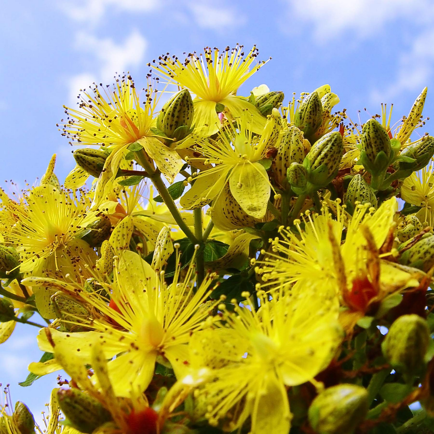 Dotted St. John’s Wort Seeds – Hypericum punctatum – Native Yellow Wildflower for Pollinator Gardens & Meadows
