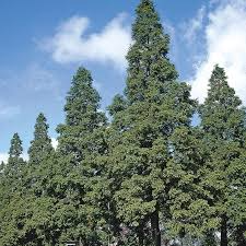 Dawn Redwood Tree Bare Root 12-14" Metasequoia glyptostroboides Live Plant for Zones 4-8
