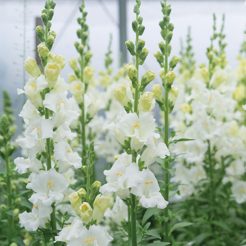 Chantilly White Snapdragon Seeds | 1000+ Tall Fragrant White Blooms | Antirrhinum majus for Garden & Cut Flowers