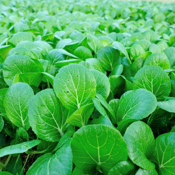 Canton Pak Choi Seeds – Brassica rapa – Tender Asian Greens for Stir-Fries, Fast-Growing, Non-GMO, Compact, Mild Flavor