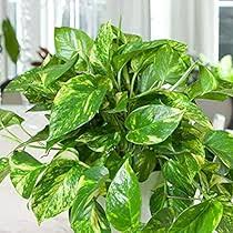 Rare Patricio Pothos Cutting - Highly Variegated Hybrid Golden Epipremnum aureum 'Patricio' Houseplant