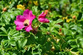Japanese Rugosa Rose Bare Root Plant 6-12 Inches, Rosa rugosa, Fragrant Pink Flowers, Hardy, Pollinator-Friendly, Edible Rose Hips