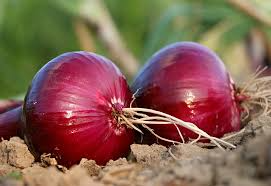 Red Grano Onion Seeds - Allium Cepa, Sweet Red Bulb, Garden Onion, 200 Seeds