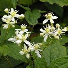 Clematis Virginiana Seeds | Native Climbing Vine with White Flowers | Pollinator-Friendly Perennial for Gardens