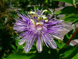 Maypop Purple Passion Seeds, Edible Fruit, Cold Hardy Perennial Vine, Passiflora incarnata, Garden Seeds, Zone 5-9