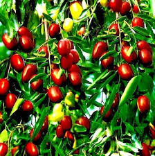 Jujube Fruit Tree Seeds, Red Chinese Date, Ziziphus jujuba, Fast-Growing, Cold-Hardy, Edible Fruit, Ornamental Tree