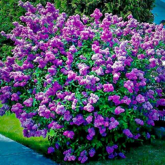 20 Common Lilac Seeds Syringa vulgaris Purple Fragrant Flowering Tree Hardy Perennial Zones 3-7
