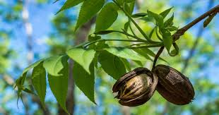 Bare-Root Pecan Tree Seedlings 18-24 Inches Carya illinoinensis Nut-Producing, Drought-Tolerant, Shade Tree