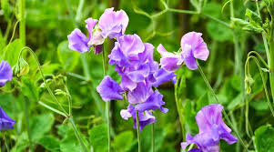 Violet Queen Sweet Pea Seeds – Fragrant Deep Violet Blooms, Climbing Vines for Trellises, Cottage Gardens, Lathyrus odoratus